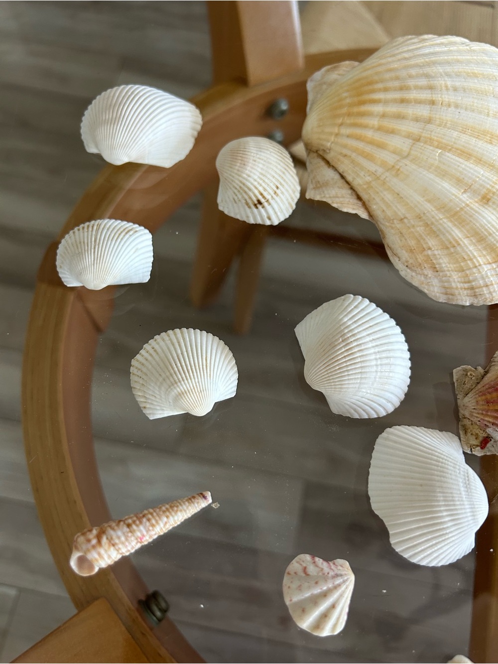 Assorted Natural Sea Shell Collection - Picture 3 of 10